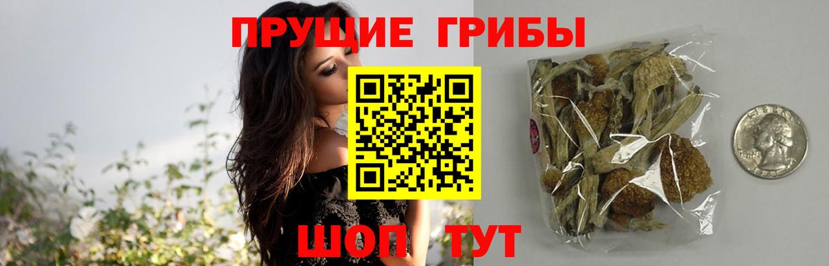 Алатырь  Псилоцибиновые грибы Cubensis  Вход с VPN 